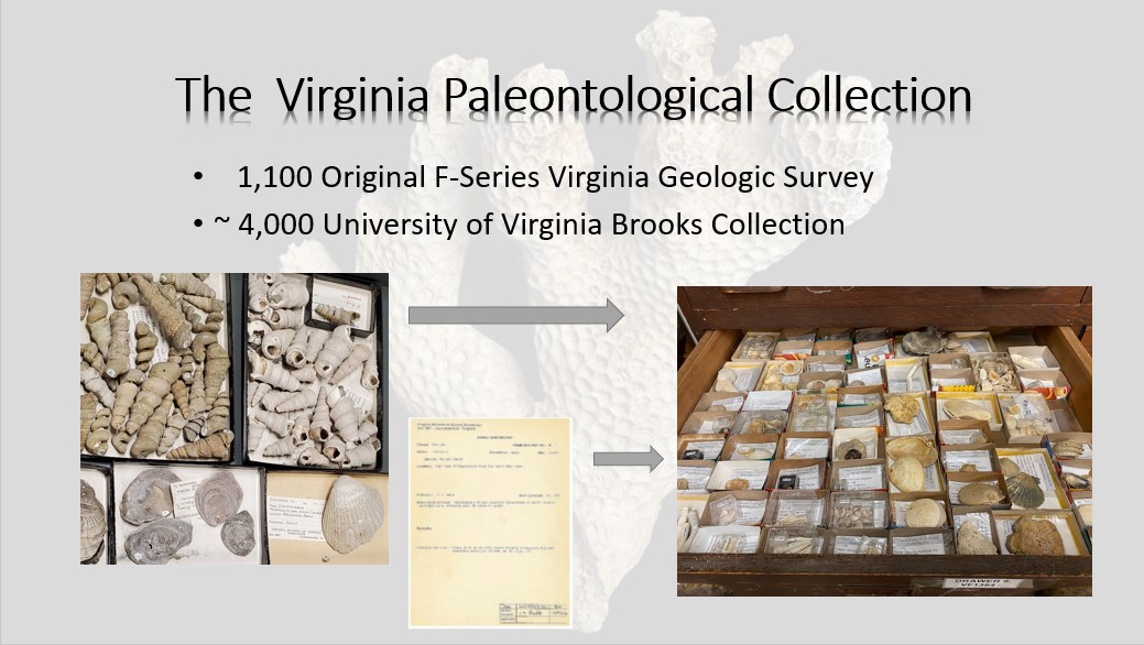Virginia Palentological Collection