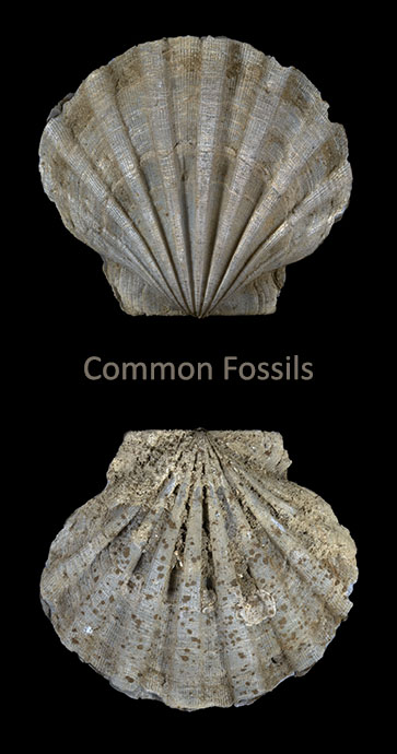 Common Fossils in Virginia
