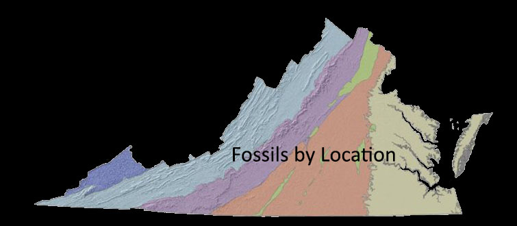 Fossils by Virginia Provinces