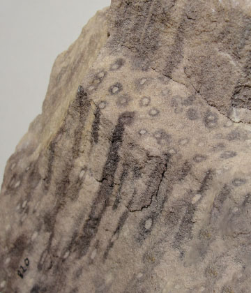 Skolithos Trace Fossils
