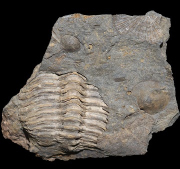 Trilobite