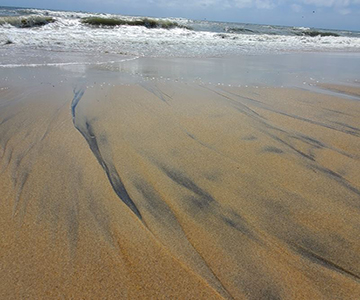Heavy minerals (dark areas in center of photo) concentrated by wave action on Virginia Beach; location has historically received offshore sand for nourishment (June, 2021)