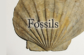 Virginia Fossils